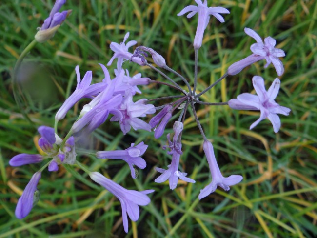 Plante-Vivace-Tulbaghia-violacea